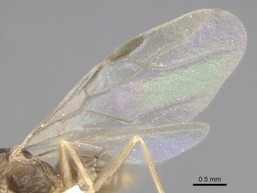 Myrmecocystus christineae specimen CASENT0923363 image casent0923363_4