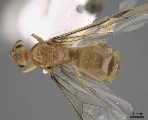 Myrmecocystus christineae specimen CASENT0923364 image casent0923364_1