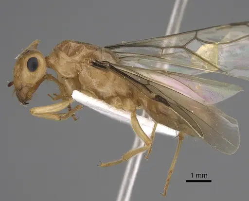 Myrmecocystus christineae specimen CASENT0923364 image casent0923364_3
