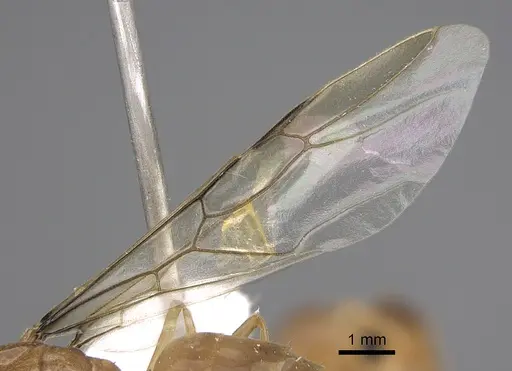 Myrmecocystus christineae specimen CASENT0923364 image casent0923364_4