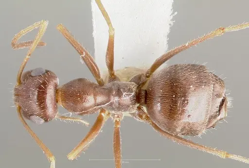 Myrmecocystus colei specimen CASENT0005940 image casent0005940_1