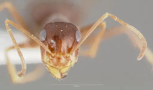 Myrmecocystus colei specimen CASENT0005940 image casent0005940_2