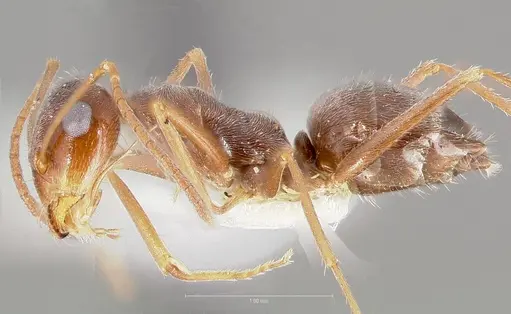 Myrmecocystus colei specimen CASENT0005940 image casent0005940_3