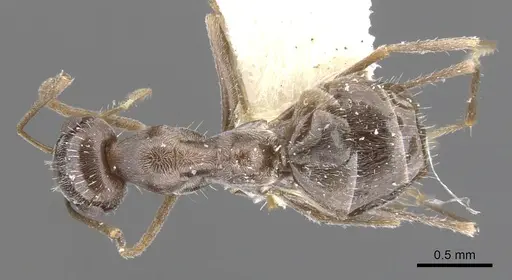 Myrmecocystus colei specimen CASENT0903195 image casent0903195_1