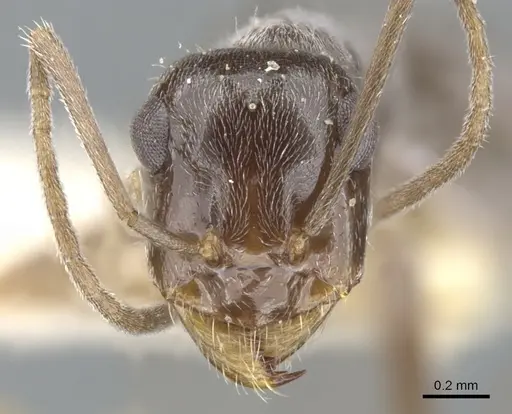Myrmecocystus colei specimen CASENT0903195 image casent0903195_2