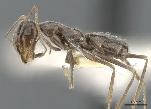Myrmecocystus colei specimen CASENT0903195 image casent0903195_3