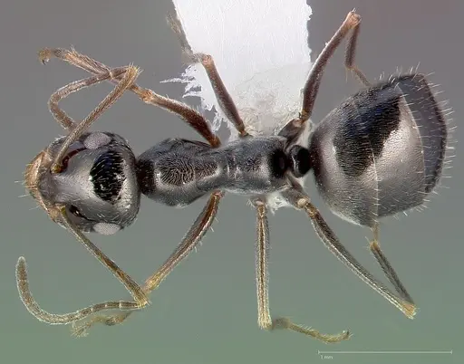 Myrmecocystus creightoni specimen CASENT0005419 image casent0005419_1