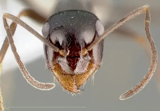 Myrmecocystus creightoni specimen CASENT0005419 image casent0005419_2