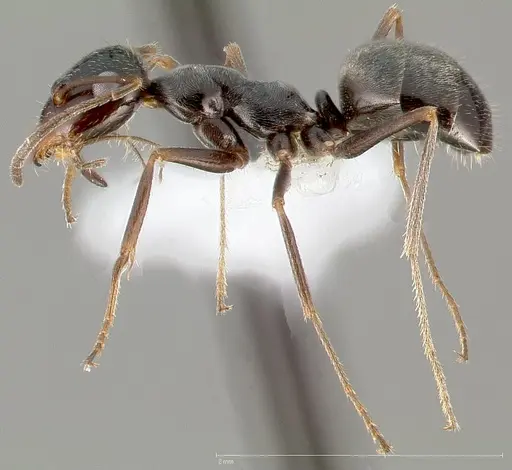 Myrmecocystus creightoni specimen CASENT0005419 image casent0005419_3