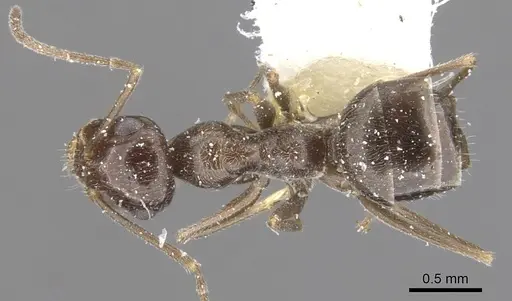 Myrmecocystus creightoni specimen CASENT0903196 image casent0903196_1