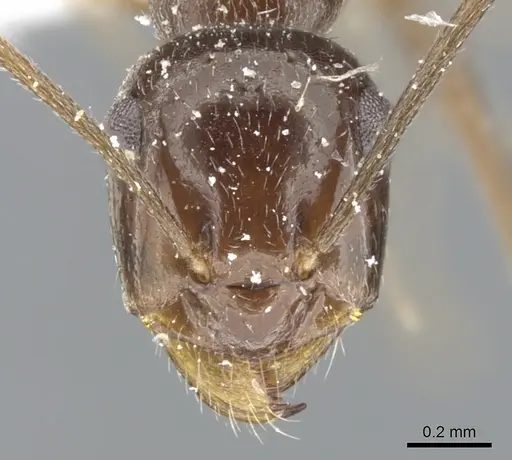 Myrmecocystus creightoni specimen CASENT0903196 image casent0903196_2