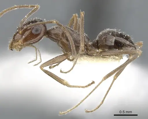Myrmecocystus creightoni specimen CASENT0903196 image casent0903196_3