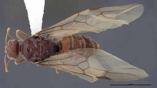 Myrmecocystus creightoni specimen FMNHINS0000083104 image fmnhins0000083104_1