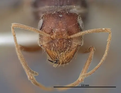 Myrmecocystus creightoni specimen FMNHINS0000083104 image fmnhins0000083104_2