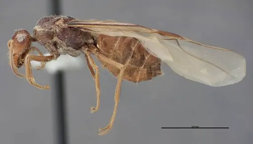 Myrmecocystus creightoni specimen FMNHINS0000083104 image fmnhins0000083104_3