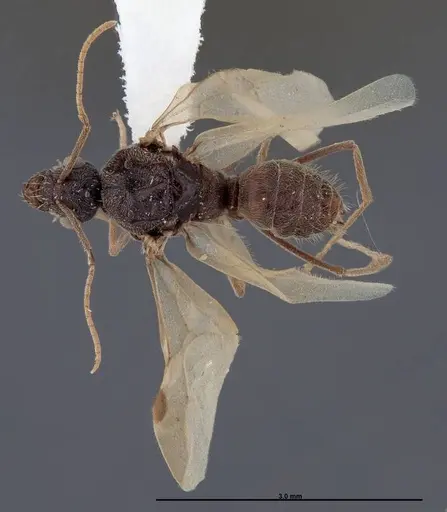 Myrmecocystus creightoni specimen FMNHINS0000083105 image fmnhins0000083105_1
