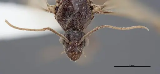 Myrmecocystus creightoni specimen FMNHINS0000083105 image fmnhins0000083105_2