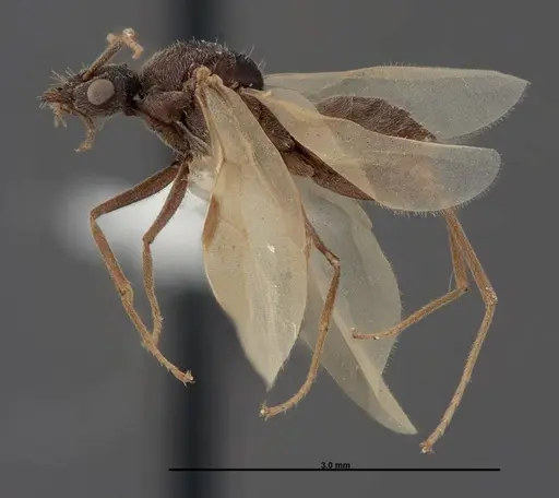 Myrmecocystus creightoni specimen FMNHINS0000083105 image fmnhins0000083105_3