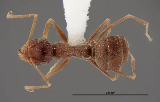 Myrmecocystus creightoni specimen FMNHINS0000083106 image fmnhins0000083106_1
