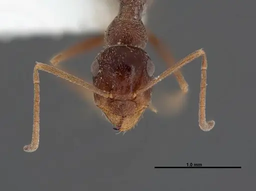 Myrmecocystus creightoni specimen FMNHINS0000083106 image fmnhins0000083106_2