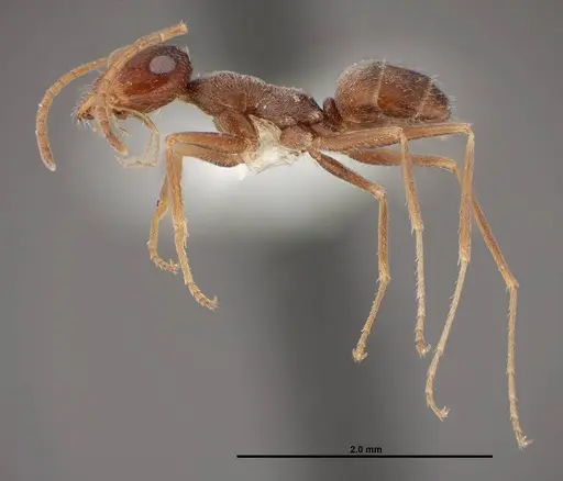 Myrmecocystus creightoni specimen FMNHINS0000083106 image fmnhins0000083106_3