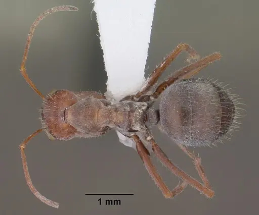Myrmecocystus depilis specimen CASENT0102810 image casent0102810_1