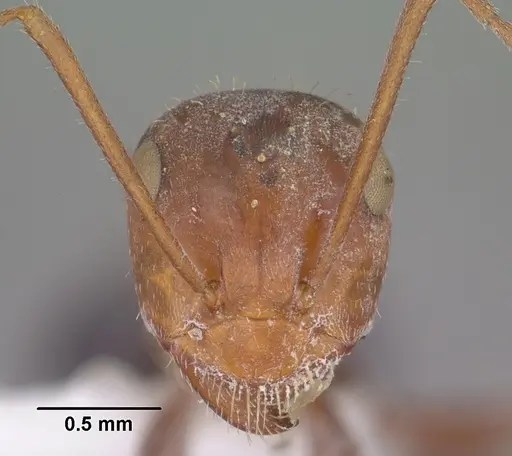 Myrmecocystus depilis specimen CASENT0102810 image casent0102810_2