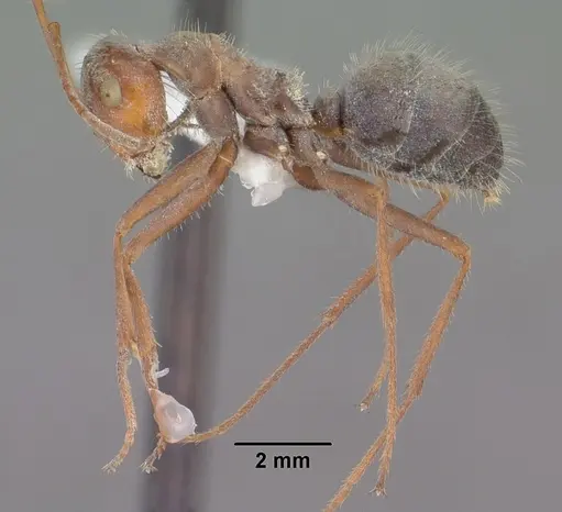 Myrmecocystus depilis specimen CASENT0102810 image casent0102810_3