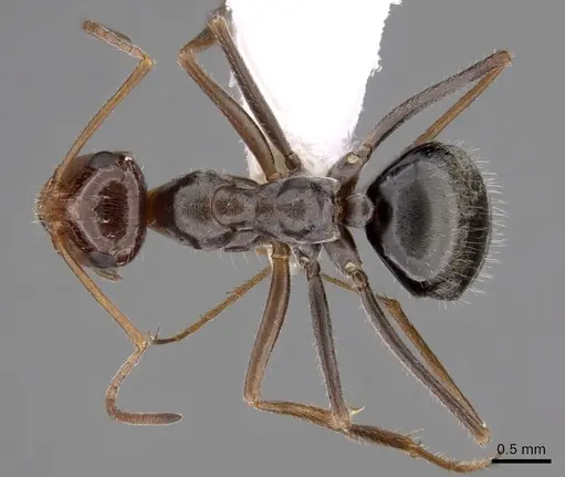 Myrmecocystus depilis specimen CASENT0280518 image casent0280518_1