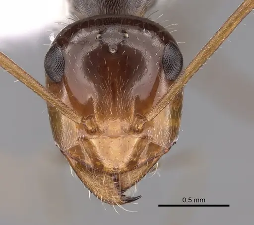 Myrmecocystus depilis specimen CASENT0280518 image casent0280518_2