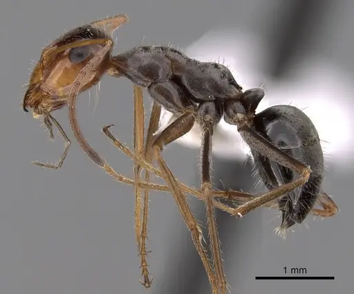 Myrmecocystus depilis specimen CASENT0280518 image casent0280518_3