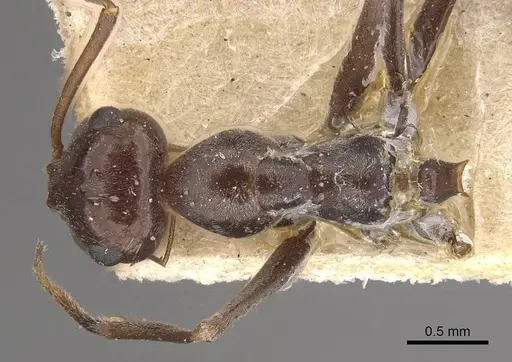 Myrmecocystus depilis specimen CASENT0911061 image casent0911061_1