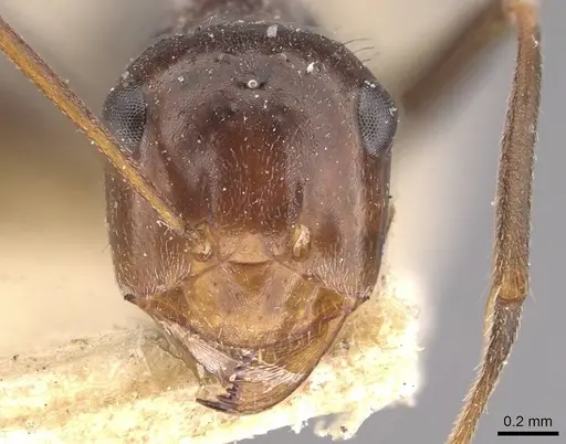 Myrmecocystus depilis specimen CASENT0911061 image casent0911061_2