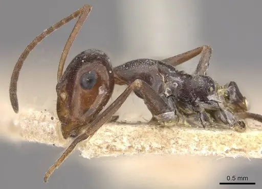 Myrmecocystus depilis specimen CASENT0911061 image casent0911061_3