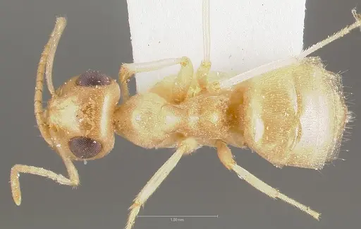 Myrmecocystus ewarti specimen CASENT0005882 image casent0005882_1