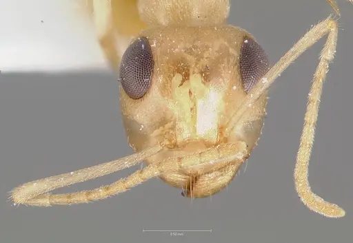 Myrmecocystus ewarti specimen CASENT0005882 image casent0005882_2