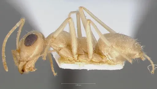 Myrmecocystus ewarti specimen CASENT0005882 image casent0005882_3
