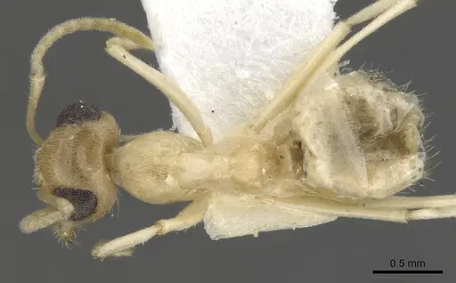 Myrmecocystus ewarti specimen CASENT0903198 image casent0903198_1