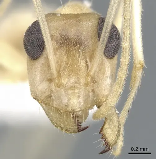 Myrmecocystus ewarti specimen CASENT0903198 image casent0903198_2
