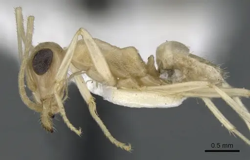 Myrmecocystus ewarti specimen CASENT0903198 image casent0903198_3