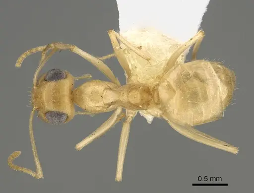 Myrmecocystus ewarti specimen CASENT0923357 image casent0923357_1