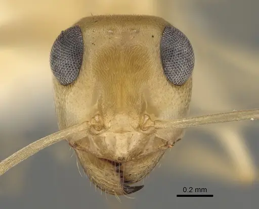 Myrmecocystus ewarti specimen CASENT0923357 image casent0923357_2