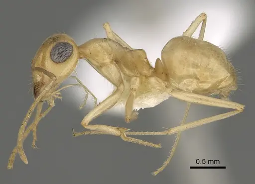 Myrmecocystus ewarti specimen CASENT0923357 image casent0923357_3