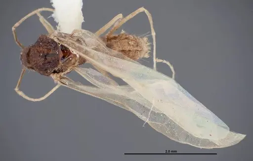 Myrmecocystus ewarti specimen FMNHINS0000083101 image fmnhins0000083101_1
