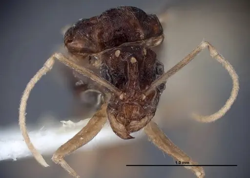 Myrmecocystus ewarti specimen FMNHINS0000083101 image fmnhins0000083101_2