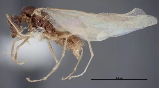 Myrmecocystus ewarti specimen FMNHINS0000083101 image fmnhins0000083101_3