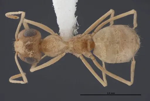 Myrmecocystus ewarti specimen FMNHINS0000083102 image fmnhins0000083102_1