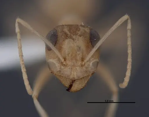 Myrmecocystus ewarti specimen FMNHINS0000083102 image fmnhins0000083102_2