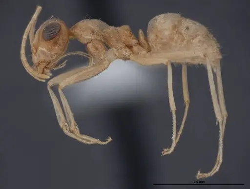 Myrmecocystus ewarti specimen FMNHINS0000083102 image fmnhins0000083102_3