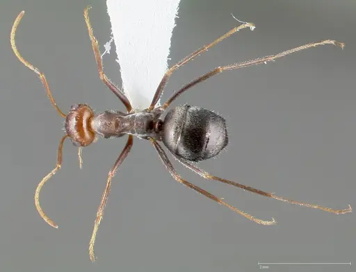 Myrmecocystus flaviceps specimen CASENT0005411 image casent0005411_1